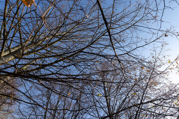 Trees with foliage falling in autumn against the blue sky