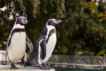 Two penguins at the edge of the pool at the Cologne Zoo