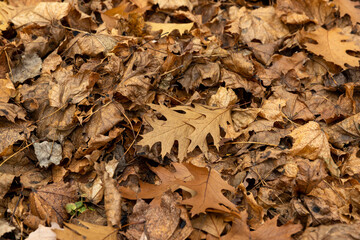 Autumn foliage on trees in Europe
