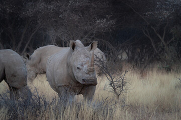 white rhino (Ceratotherium simum) after sunset in the african bush