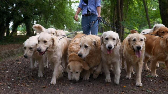 Close up of a Group of Purebred Pedigree Golden Retrievers Enjoying Their Daily Walk Outdoors. Professional Female Dog Walker and Sitter Taking Cute Pets for Training and Exercising in Green Park.