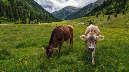 Fototapeta na wymiar Braune Kühe auf Weiden beim Schlegeis Stausee in Tirol im Sommer, Österreich