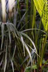 Island Asian heat-loving plants, in the botanical garden