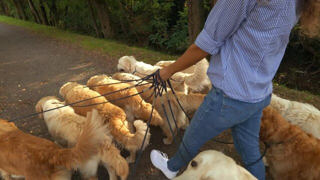 High Angle Shot of a Group of Purebred Pedigree Golden Retrievers Enjoying Their Walk Outdoors. Professional Female Dog Walker and Sitter Taking Cute Pets for Training and Exercising in Green Park