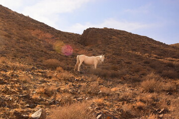White horse walk in the canyons in the Tien Shan mountains in the sun day.