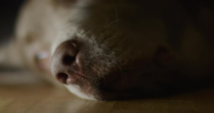 Hunde Gesicht liegt auf dem Boden und schl&auml;ft, Nase im vordergrund, Closeup Makro 100mm