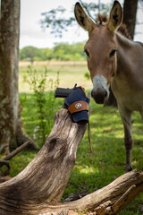 Western leather holster with donkey
