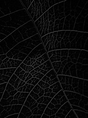 Obrazy na Plexi  Czarne tło liść