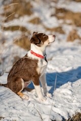 Border Collie, Welpe, Hund, Hunde, blaue Augen, Junghund, Australian Shepherd, Mischling