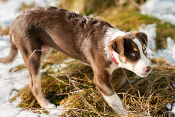 Border Collie, Welpe, Hund, Hunde, blaue Augen, Junghund, Australian Shepherd, Mischling