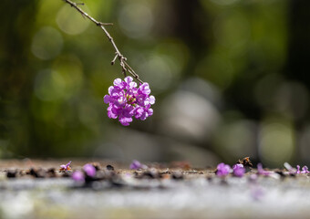 Beautiful branch of Lantana flower