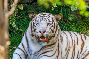 tiger in the zoo