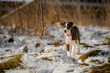 Border Collie, Welpe, Hund, Hunde, blaue Augen, Junghund, Australian Shepherd, Mischling