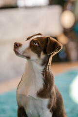 Border Collie, Welpe, Hund, Hunde, blaue Augen, Junghund, Australian Shepherd, Mischling