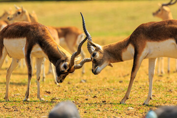 antelopes fighting © JorgeArmando