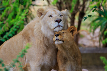 Loving lions