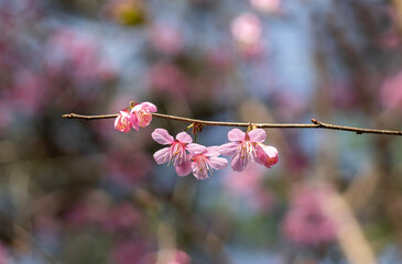 Branch of sakura flower blossoming in sunlight