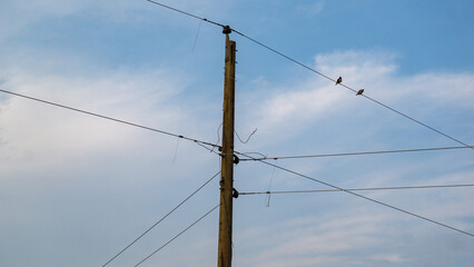 Two hummingbirds are sitting on the electric wire.