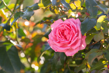 Rose flower on background blurry pink roses flower in the garden of roses. Nature.