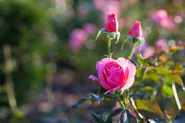 Rose flower on background blurry pink roses flower in the garden of roses. Nature.