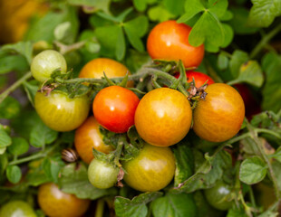 A large bush with a lot of cherry tomatoes grows in a summer cottage. Red and green tomatoes, ripeness.