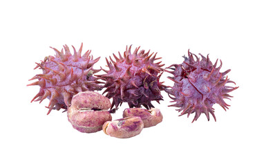 Castor oil seeds isolated on transparent png