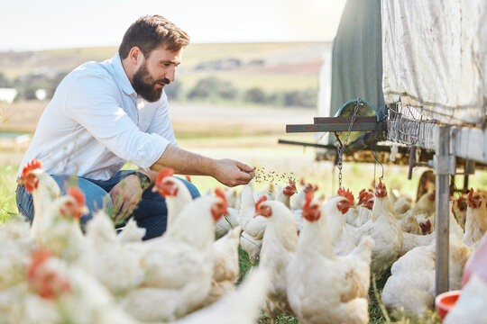 Man on farm, feed chicken and agriculture with poultry livestock and sustainability with organic agro business. Farmer in countryside, animal health with environment and farming process outdoor