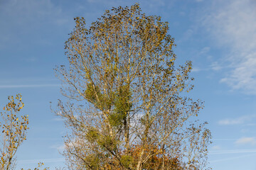 Deciduous trees in the autumn season with colorful foliage
