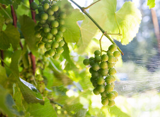 Spraying grapes from diseases and pests with a special chemical solution. Processing grapes on a sunny day. Copy space for text