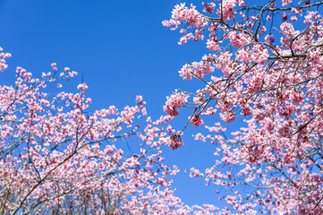 Blooming sakura with pink flowers in spring.