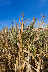 Ripe corn in the field in the summer