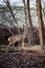 Deer in the woods in Germany, Europe