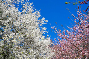 Pink and white Cherry blossoms in spring.