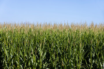 Green corn in the summer against the blue sky