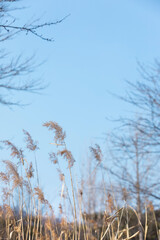 Obraz premium Blue sky over the swaying reeds.