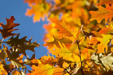 Naklejka na ściany i meble Autumn bright oak tree leaves close-up with blue sky background, golden season, nature details