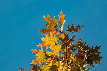 Autumn bright oak tree branch with orange leaves close-up on blue sky background, golden season, nature details