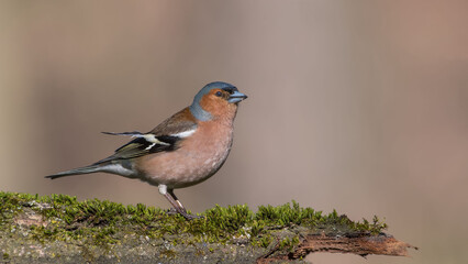 Common Chaffinch male sits on a stump in moss.