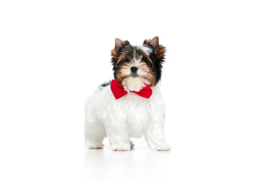 Festive look. Studio image of cute little Biewer Yorkshire Terrier, dog, puppy, posing over white background. Concept of motion, action, pets love, animal life, domestic animal. Copyspace for ad