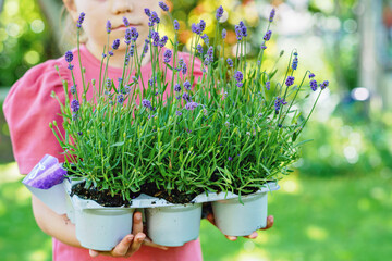 Happy little girl holding a lavender seedlings ready to be planted in the ground. Preschool child gardening, helping environment. Flowers for bees.