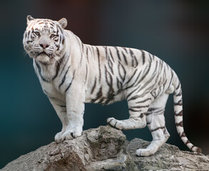 White tiger with black stripes standing on rock in powerful pose. Portrait with dark blurred...