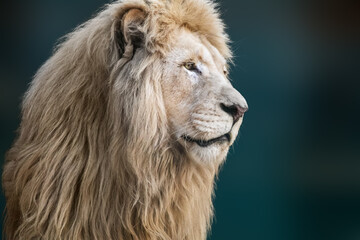 White lion portrait, looking right close-up with blurred background. Wild animals, big cat profile