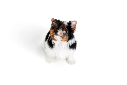 Attentive look. Studio image of cute little Biewer Yorkshire Terrier, dog, puppy, posing over white background. Concept of motion, action, pets love, animal life, domestic animal. Copyspace for ad.
