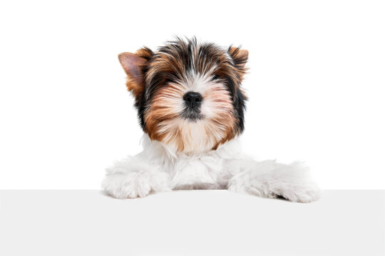 Studio image of cute little Biewer Yorkshire Terrier, dog, puppy leaning on box over white background. Concept of motion, action, pets love, animal life, domestic animal. Copyspace for ad.