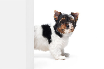 Studio image of cute little Biewer Yorkshire Terrier, dog, puppy peeking out corner over white background. Concept of motion, action, pets love, animal life, domestic animal. Copyspace for ad.