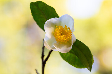 Close-up of white tea bush flowers, Chinese camellia. All varieties of tea are made from the leaves...
