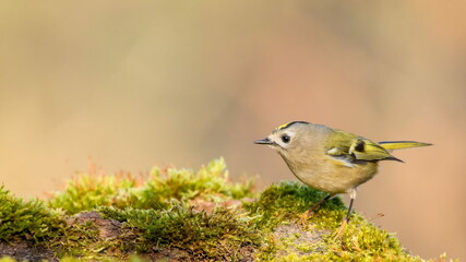 Goldcrest (Regulus regulus) sitting on a moss. Small beautiful bird.