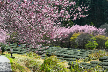 Taichung, Taiwan - FEB 26, 2020: Beautiful Cherry Blossoms in Wuling Farm,Taichung, Taiwan