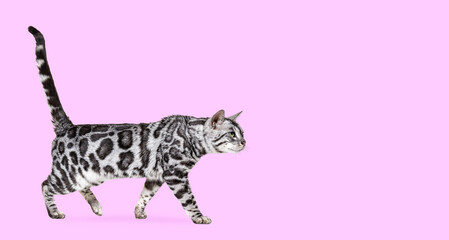 Side view of a grey spotted Bengal cat walking against a pink background