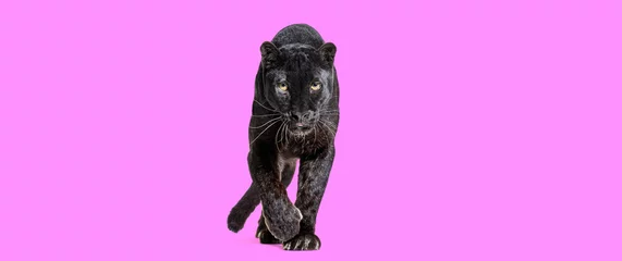 Plexiglas foto achterwand black leopard walking towards the camera and staring at the camera isolated on pink background © Eric Isselée